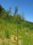 Blaues Pfeifengras - Molinia caerulea