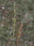 Borstgras - Nardus stricta