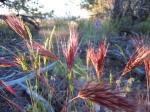 : - Bromus rubens