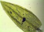 Zweifarbiges Birnmoos - Bryum barnesii