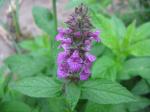 Zweifelhafter Ziest - Stachys ambigua