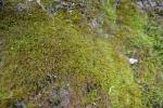 : - Anomodon longifolius