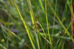 Floh-Segge - Carex pulicaris