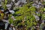 Kahles Bruchkraut - Herniaria glabra