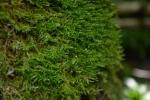 : - Neckera complanata