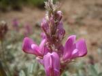 : - Hedysarum boreale