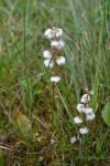 Mittleres Wintergrün - Pyrola media