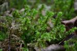 Großes Kranzmoos - Rhytidiadelphus triquetrus