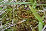 : - Scorpidium cossonii