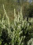 : - Bertya tasmanica
