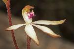 : - Caladenia atrata