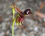 : - Caleana major