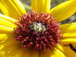 Blattstiel-Sonnenblume - Helianthus petiolaris