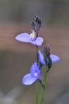 : - Comesperma calymega