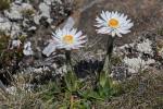 : - Helichrysum milliganii