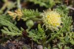 : - Leptinella reptans