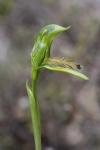 : - Pterostylis plumosa