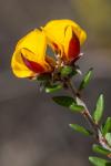 : - Pultenaea stricta