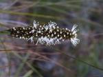 : - Xanthorrhoea bracteata