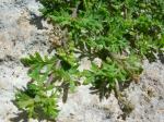 Zweiknotiger Krähenfuss - Lepidium didymum