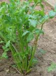 Echter Sellerie - Apium graveolens
