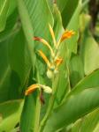 : - Canna jaegeriana