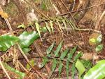 : - Asplenium lobulatum