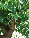 : - Broussonetia luzonica