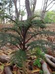 : - Cyanea duvalliorum