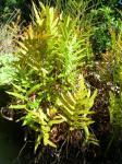 : - Thelypteris interrupta