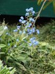 : - Cynoglossum amabile