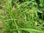 : - Cyperus hypochlorus var. hypochlorus