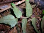 : - Cyrtomium caryotideum