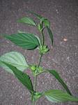 : - Dicliptera chinensis