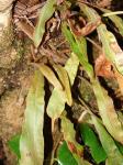 : - Elaphoglossum paleaceum