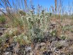 : - Cryptantha spiculifera