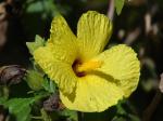 : - Hibiscus brackenridgei