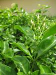 : - Jasminum simplicifolium