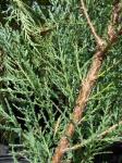 Virginischer Wacholder - Juniperus virginiana