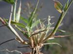 Kleines Rispengras - Eragrostis minor