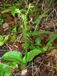 : - Liparis hawaiensis