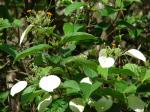 : - Mussaenda frondosa