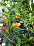 : - Nematanthus wettsteinii