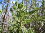 : - Chamaebatiaria millefolium