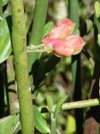: - Euphorbia bracteata