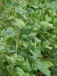 Gartenbohne - Phaseolus vulgaris