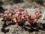 : - Cistanthe rosea