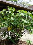 Kava - Piper methysticum