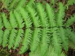 : - Pteris excelsa