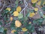 Kalifornische Kaffeebeere - Frangula californica